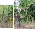 Amorphophallus paeoniifolius